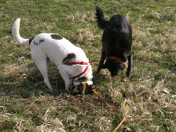 med_Eben war sie noch da.jpg (600 x 450)